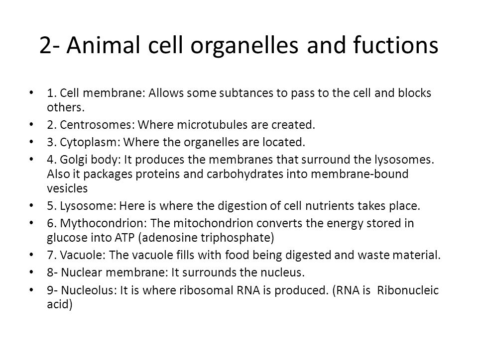 The Fascinating World of Cell Organelles and Their Functions